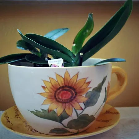 Πανσιόν Moorbadstuben Bad Buchau