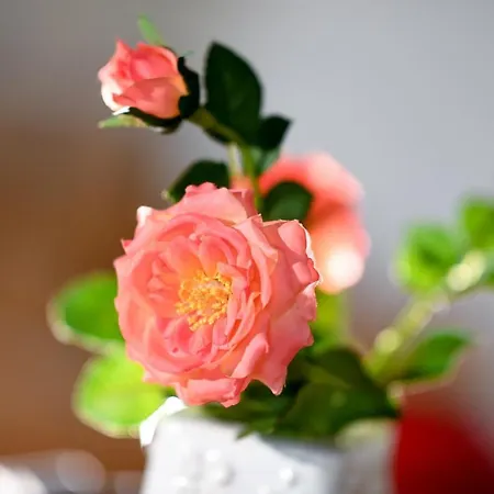 Moorbadstuben Πανσιόν